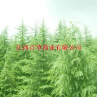 雪松油專業(yè)廠家生產(chǎn)純天然植物提取柏葉油