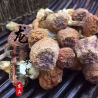 龍函參茸 純天然野生姬松茸 姬松茸干貨批發(fā)