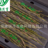 廠家直銷 錦茂育YX-03 正品鐵皮石斛鮮條 南靖鐵皮石斛鮮條