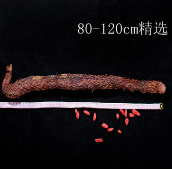 阿拉善肉蓯蓉 特級 僅限10根 80-100 cm