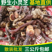 農家自采 純正野生正品無硫 小靈芝泡酒煲湯食用菌直徑1—2cm散裝