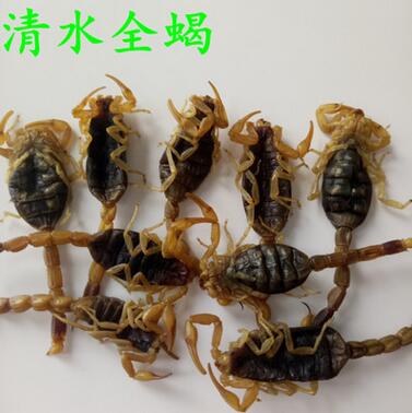 批發(fā)動物原藥材 蝎子 清水全蝎 全蟲 各種規(guī)格 藥食兩用