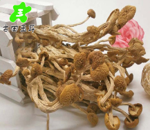 廠家直銷 特級天然茶樹菇冰菇 高品質(zhì)古田特級茶薪菇