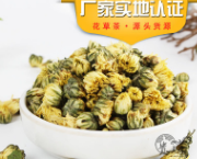 批發供應 胎菊 胎菊王 桐鄉胎菊 杭白菊 菊花茶 量大從優保證質量