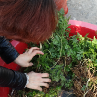 批發優質野生一朵云，又名華東陽地蕨小春花