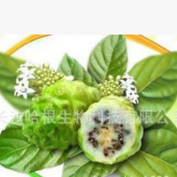 廠家供應 諾麗果粉 Noni Fruit Powder 含商檢