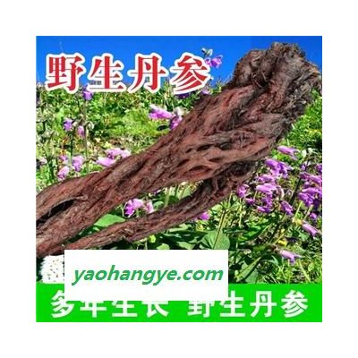 野生丹參大條特級(jí)紫丹參多年生長(zhǎng)批發(fā)