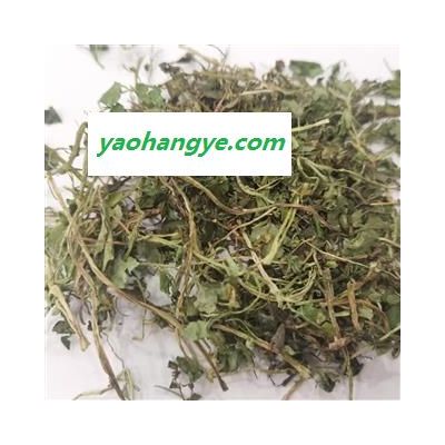 小麗百草行金腰草 雅吉瑪今年新貨量大從優(yōu)