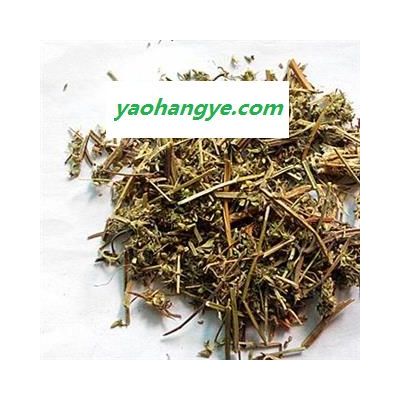 小麗百草行夏至草 白花夏枯草 白花益母 燈籠棵 風(fēng)輪草 小益母草 假茺蔚 假益母草 風(fēng)車草