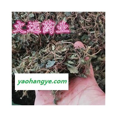 金錢草 小葉金錢草綠色 選 產(chǎn)地 四川省