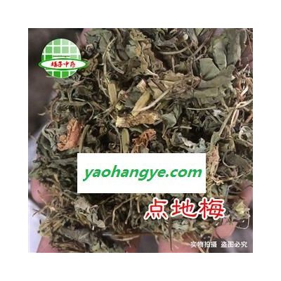 點地梅  （非蛇莓代替）點地莓 喉嚨草 佛頂珠 白花草 清明花 天星花 銅錢草 產地 西藏自治區拉薩市