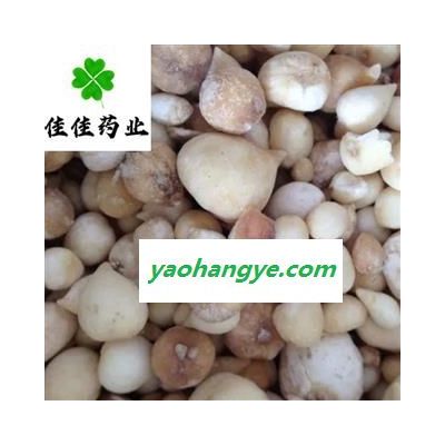 山慈菇 光慈菇好統(tǒng)貨 正品 冰球子 供應(yīng)大貨 產(chǎn)地 云南省