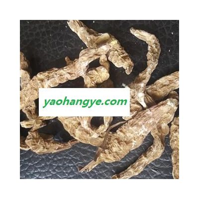 吉康藥業(yè)起陽(yáng)草云南起陽(yáng)草