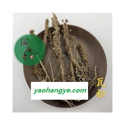 瓦松 流蘇瓦松 瓦花 向天草 天王鐵塔草  統(tǒng)