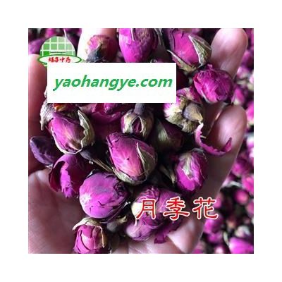 月季花 月季花 玫瑰嫁接月季花 產(chǎn)地 山東省 買好藥找娟子