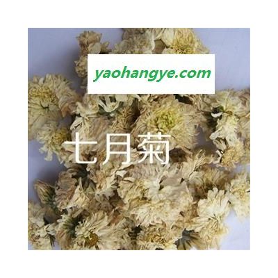 小麗百草行七月菊 七月花 今年新貨 庫存1000公斤 實體店有售