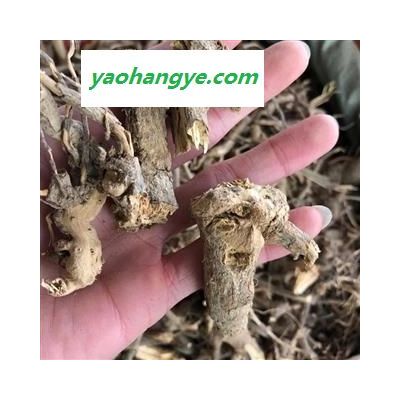 白牛膽山白芷 羊耳菊羊耳菊根 全根 毛柴胡 小茅香  統(tǒng) 產(chǎn)地 廣西