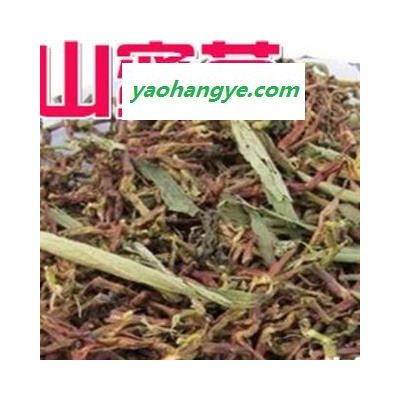 山蜜草 山蜜草茶 長壽菜正品保證質量無理由退貨退款