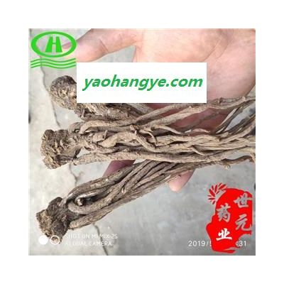 世元藥業(yè) 當歸散把全歸個子 正品 統(tǒng)貨 整個 甘肅