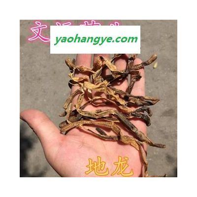 地龍 廣地龍半開個(gè) 產(chǎn)地 廣西壯族自治區(qū)欽州市