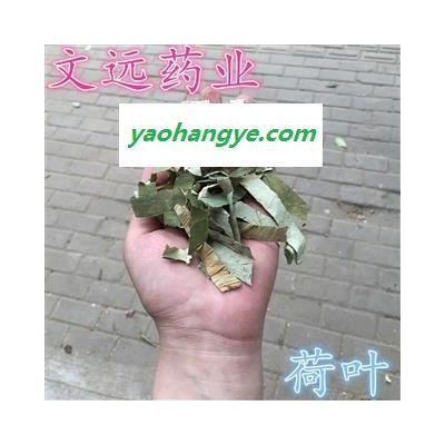 荷葉 蓮藕葉   藕葉 產地 湖南省湘潭市市轄區