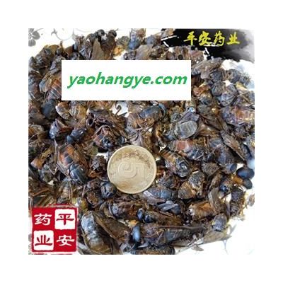 牛虻蟲 正品 內蒙野 不摻假 蜚虻 牛蚊子 牛蒼蠅 瞎虻蟲