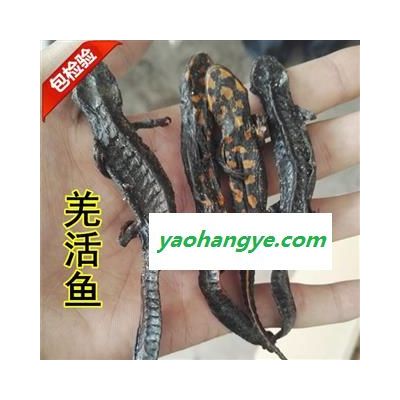 羌活魚 羌活魚干條 大條 娃娃魚 大泥 杉木魚、雪血沁 產(chǎn)地 四川省阿壩藏族羌族自治州 買好藥找娟子