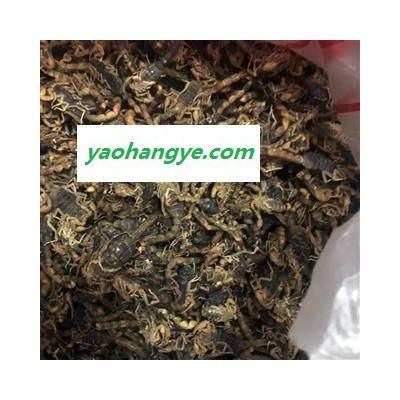 全蝎  陜西淡鹽全蝎秋貨 全干 全蟲 產(chǎn)地 陜西省 買好藥找娟子 專業(yè)批發(fā)