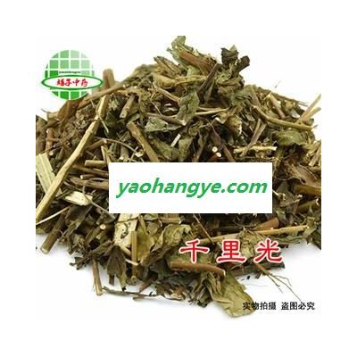 千里光   別名： 眼明草 千里及 千里急 百花草 眼明劃 九龍光 九嶺光 產(chǎn)地 江蘇省 買好藥找娟子