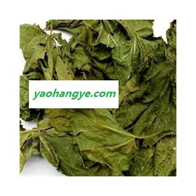 靈吉藥業(yè) 桑葉  批發(fā)各種規(guī)格名貴藥材 中草藥 花茶 人參 冷背珍稀野生藥材