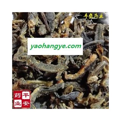 壁虎 正品國產 完整 新貨 另有進口貨 別稱守宮 爬壁虎 爬墻虎 四腳蛇 巴壁虎 蝎虎 天龍 檐蛇 檐龍