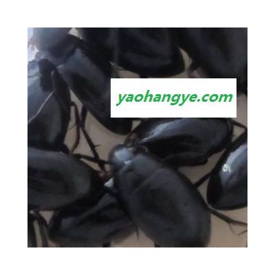 世元藥業(yè) 龍虱 正品 黑龍虱179/kg 金邊龍虱379/kg