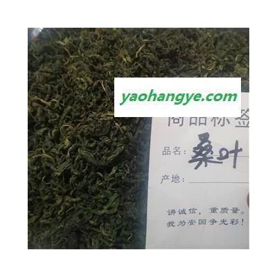 桑葉茶 新鮮桑葉干霜桑葉 桑樹葉