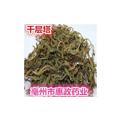 批零養(yǎng)生中藥材大葉千層塔小葉千層塔蛇交子毛青杠虱子草特惠散裝